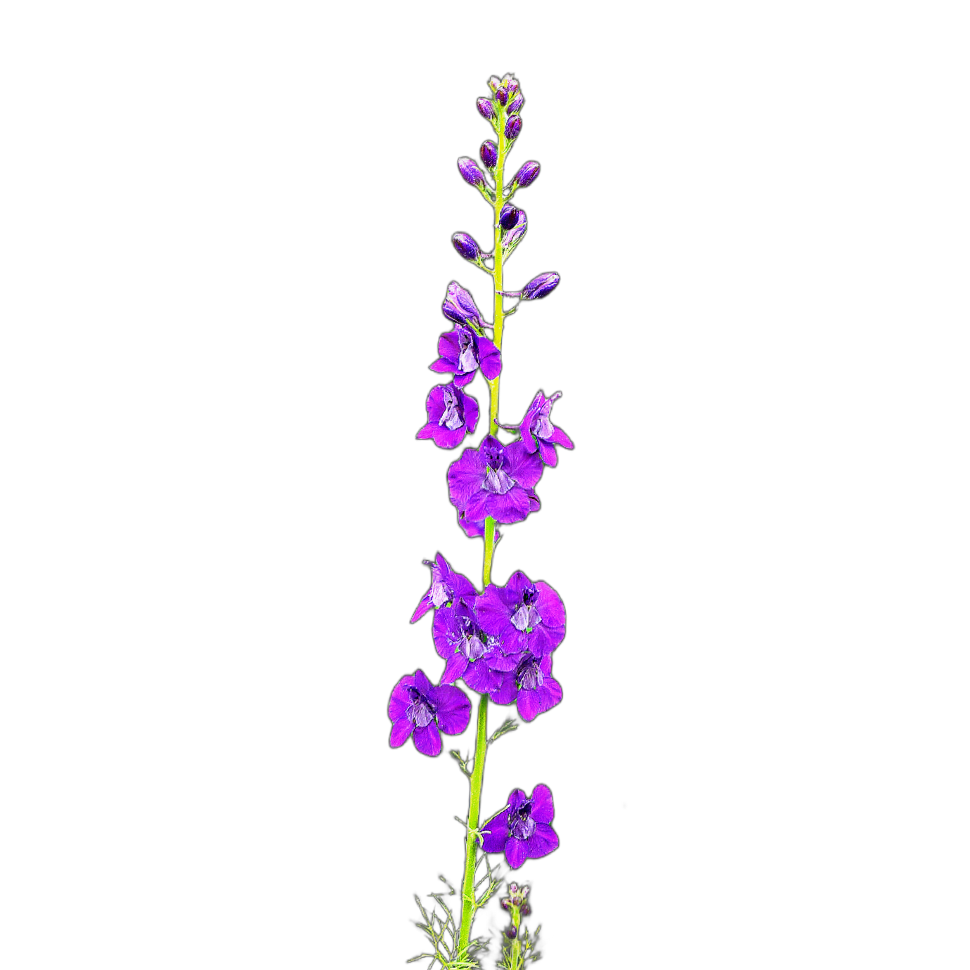 Keleti szarkaláb - delphinium orientalis - consolida orientalis - őshonos magyar vadvirág