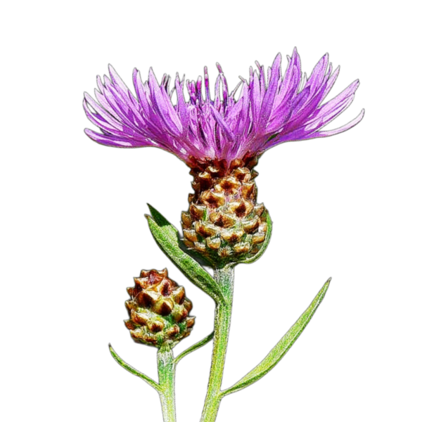 réti imola - Centaurea jacea - őshonos magyar vadvirág