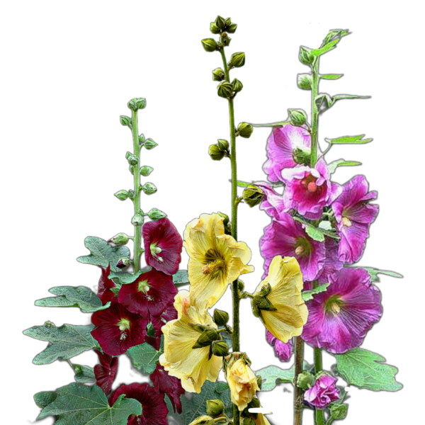 Fügelevelű mályvarózsa - Alcea ficifolia - cottage garden virág