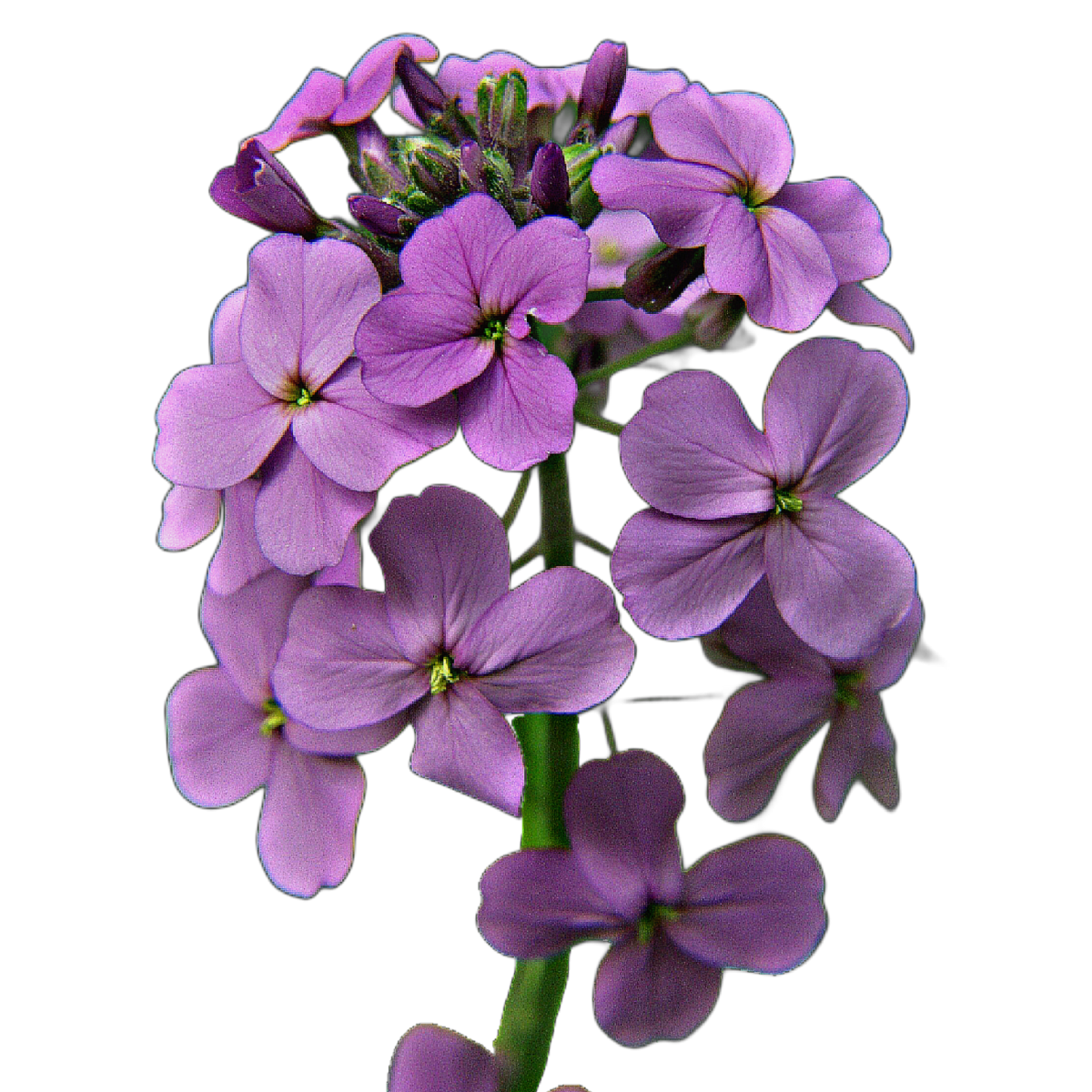 Hölgyestike - Hesperis matronalis - illatos virág