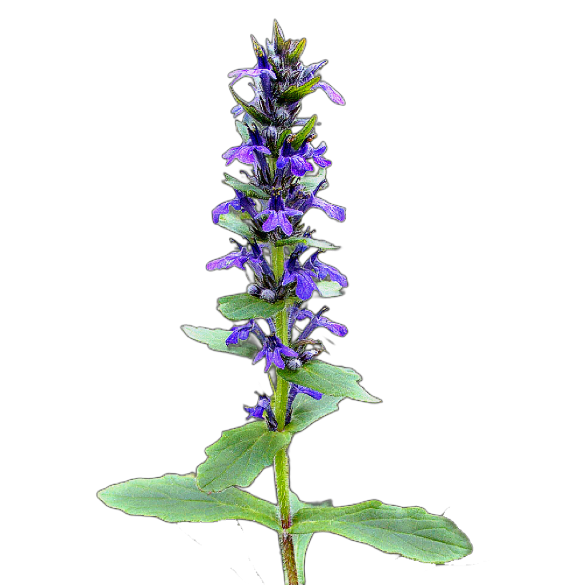 Közönséges ínfű - Ajuga genevensis - őshonos magyar vadvirág talajtakaró