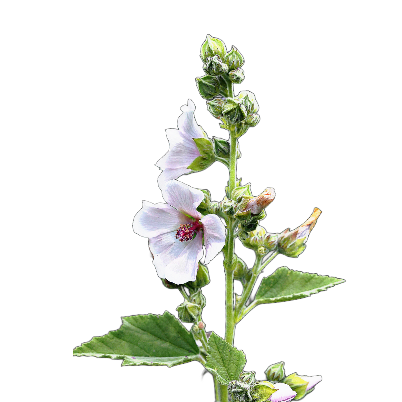 Orvosi zilíz - Althaea officinalis - őshonos magyar vadvirág gyógynövény