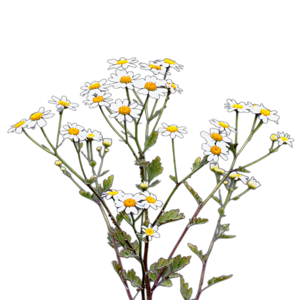 Őszi margitvirág - morzsika - Tanacetum parthenium - őshonos magyar vadvirág