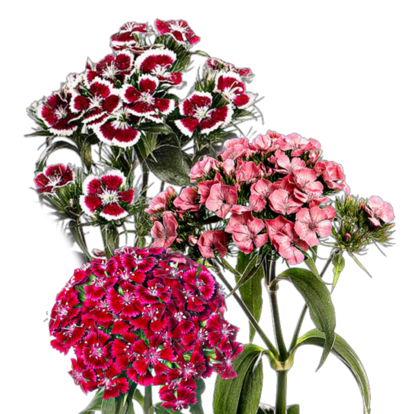 Törökszegfű - Dianthus barbatus - őshonos európai virág