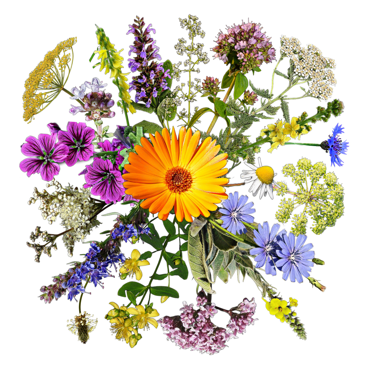 Hörbi 3.0 -gyógynövényes magkeverék - 20 magyar és európai vadvirágból álló gyógynövényes magkeverék