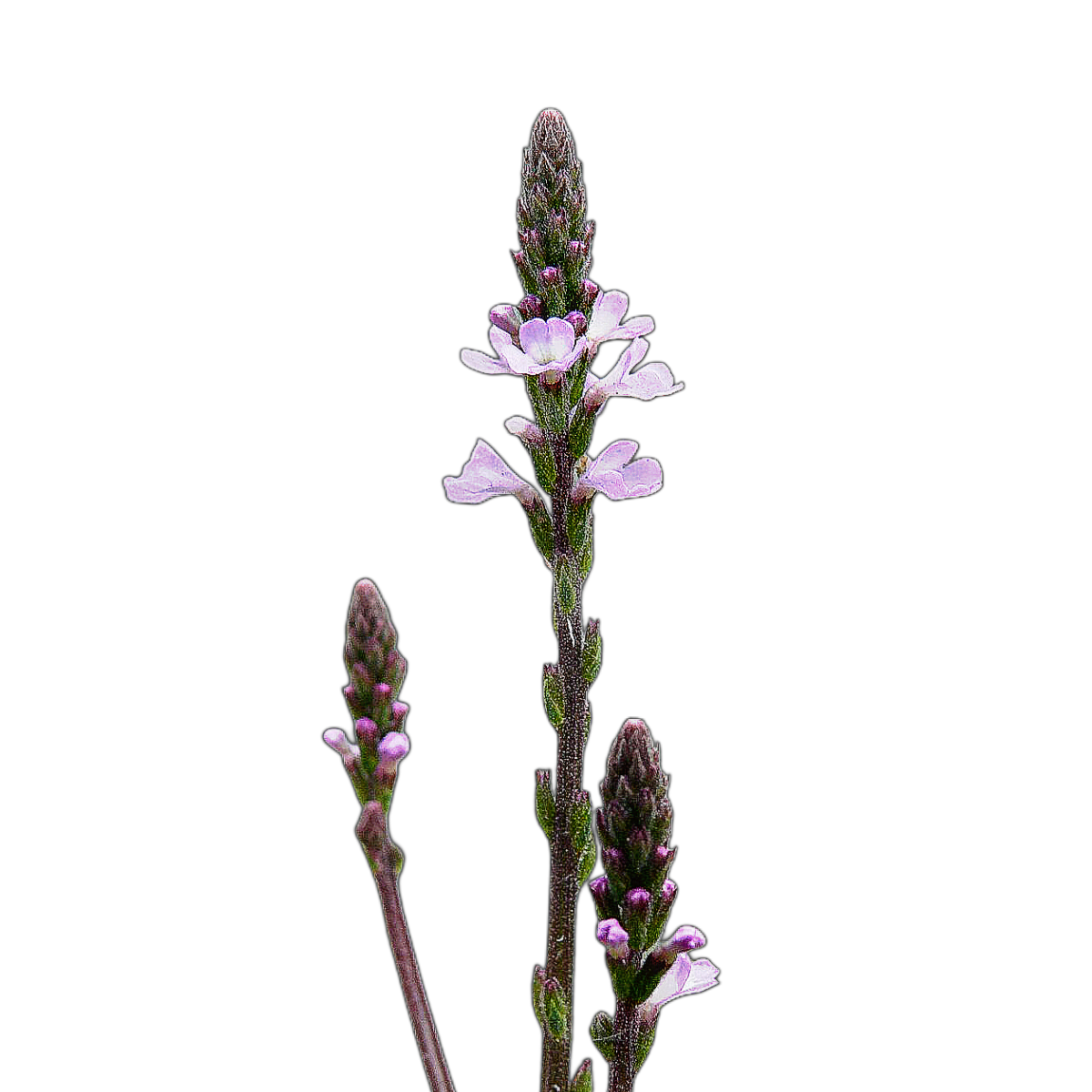 Közönséges vasfű - Verbena officinalis - őshonos magyar vadvirág