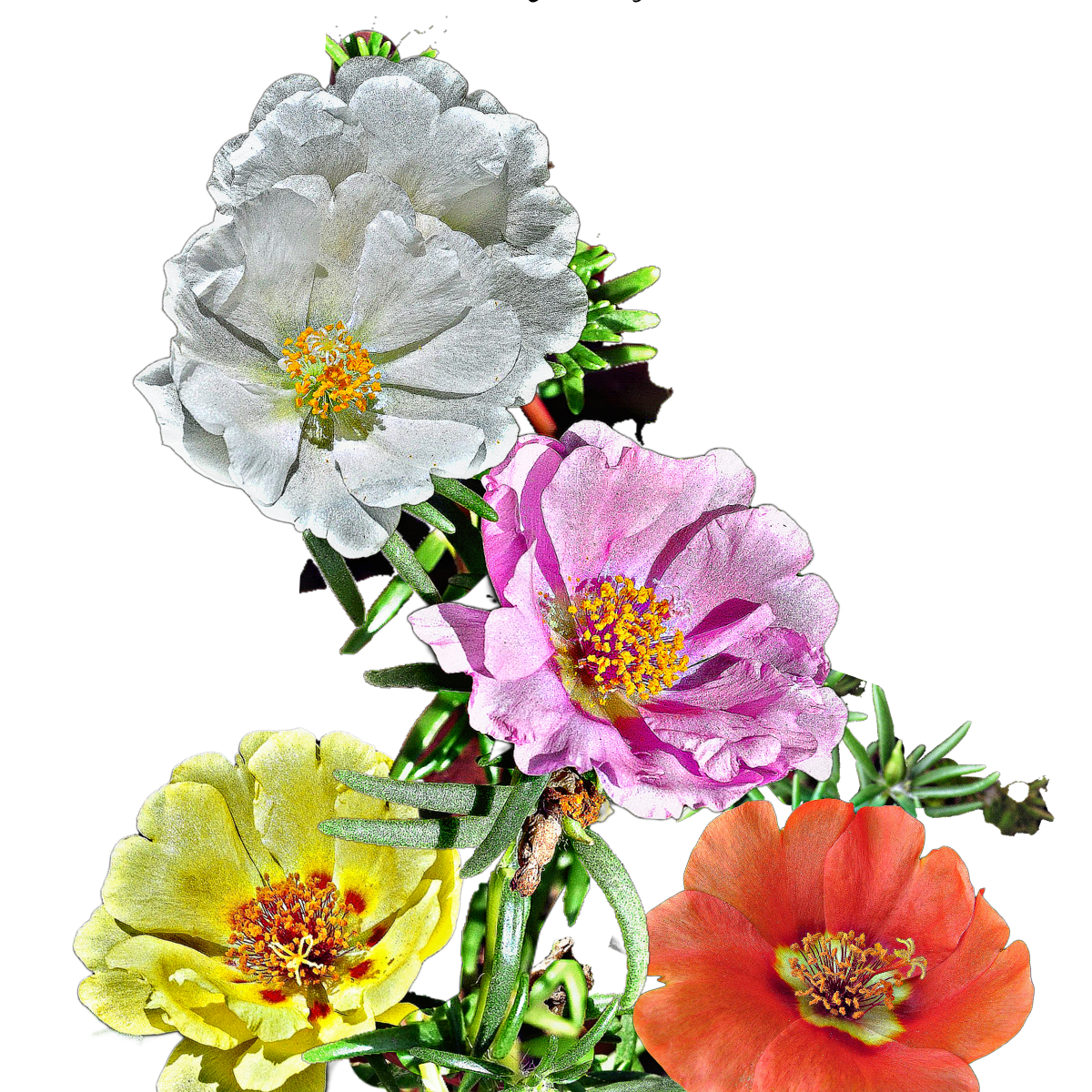 Porcsinrózsa - Portulaca grandiflora - sziklakerti virág