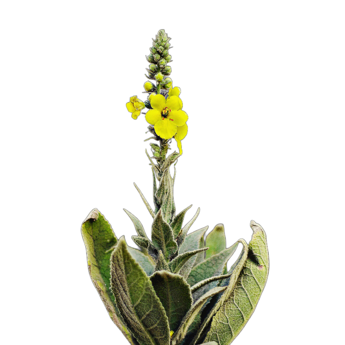 szöszös ökörfarkkóró - Verbascum phlomoides - őshonos magyar vadvirág mag