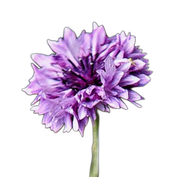 lila búzavirág - centaurea cyanus Mauve Ball - őshonos magyar vadvirág nemesített változata