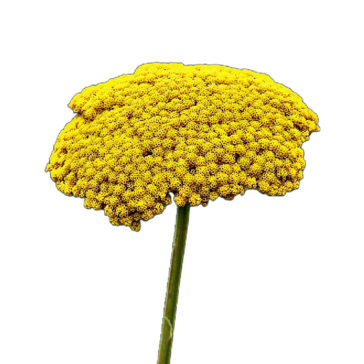 Jószagú cickafark - Achillea filipendulina - szárazvirág