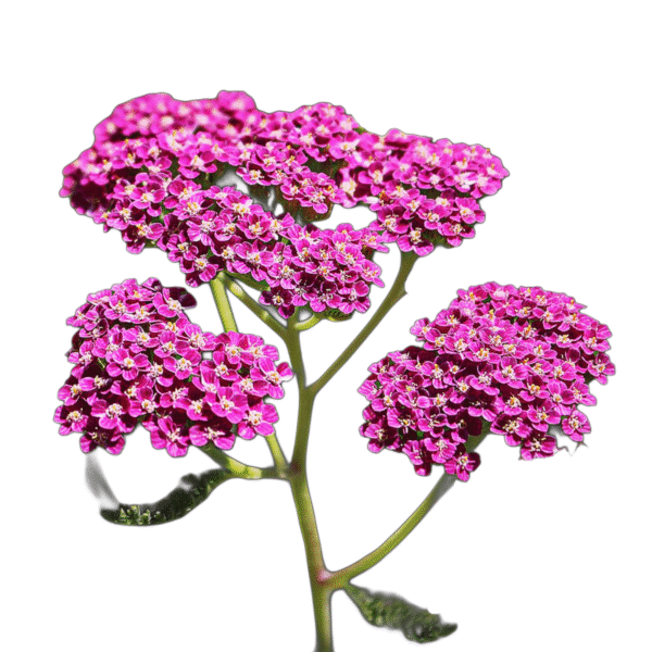 Rózsaszín cickafark - Achillea millefolium "Cherry Queen"- őshonos magyar vadvirág