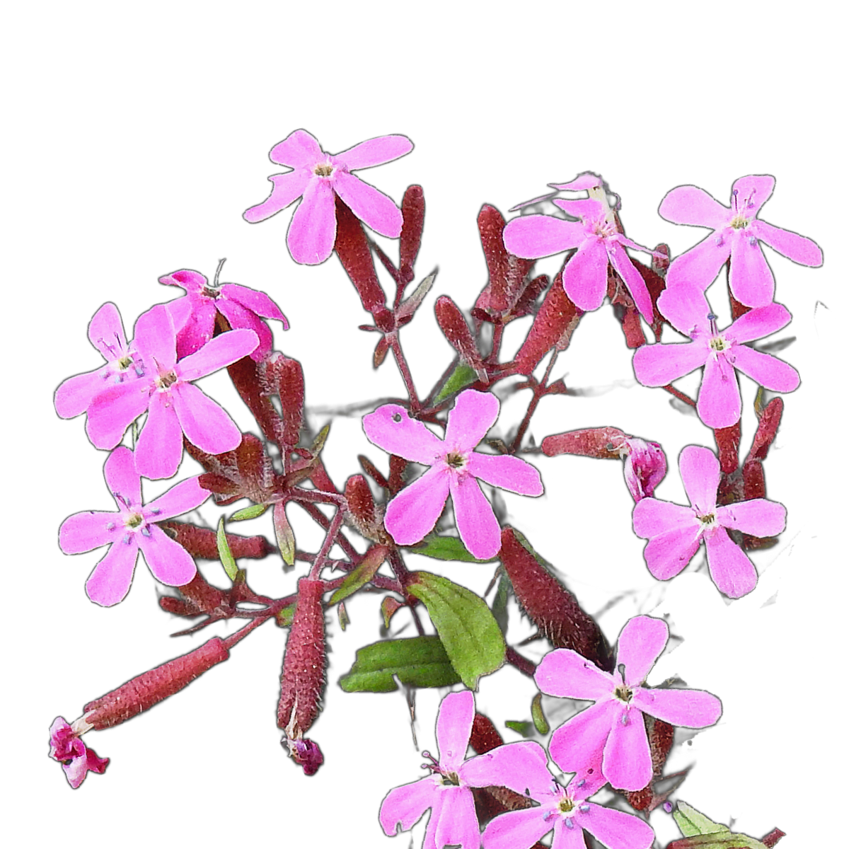 Gyepes szappanfű - Saponaria ocymoides - őshonos európai vadvirág sziklakertbe