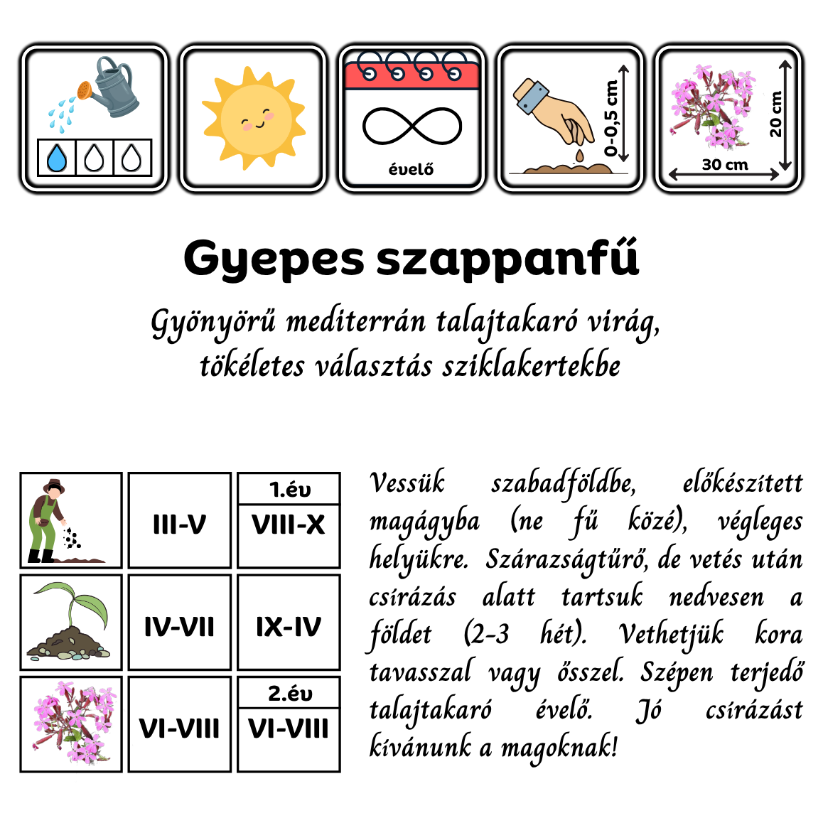 Gyepes szappanfű - Saponaria ocymoides - őshonos európai vadvirág sziklakertbe