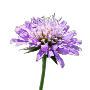 Mezei varfű (Knautia arvensis) 0,5g, ~125 mag