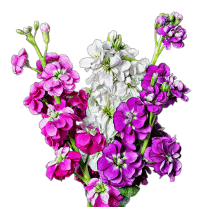 Nyári viola (Matthiola incana) – 1 g, ~500 mag