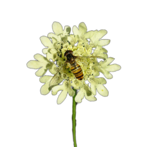 Vajszínű ördögszem (Scabiosa ochroleuca) 0,5g, ~350 mag