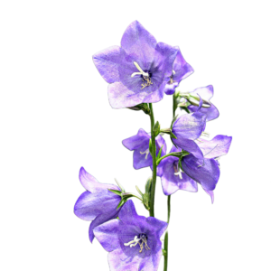Baracklevelű harangvirág (Campanula persicifolia) 0,25 g, ~3500 mag