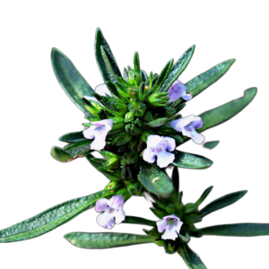 Borsikafű (Satureja hortensis) 5g, ~7500 mag