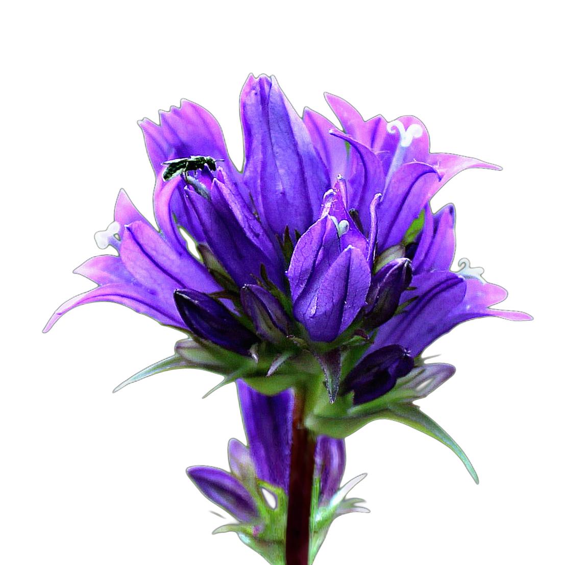 csomós harangvirág - campanula glomerata - őshonos évelő magyar vadvirág