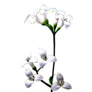 Festő müge (Asperula tinctoria) 0,25g, ~175 mag