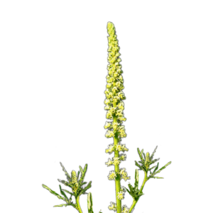 Festő rezeda (Reseda luteola) 0,25g, ~600 mag