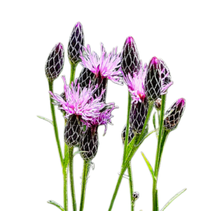 Festő zsoltina (Serratula tinctoria) 0,25g, ~100 mag