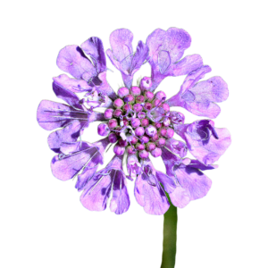 Galambszínű ördögszem (Scabiosa columbaria) 0,25g, ~190 mag