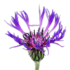 Hegyi imola (Centaurea montana) 0,5 g, ~80 mag