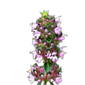 Hegyi kakukkfű (Thymus pulegioides) 0,25g, ~1600 mag