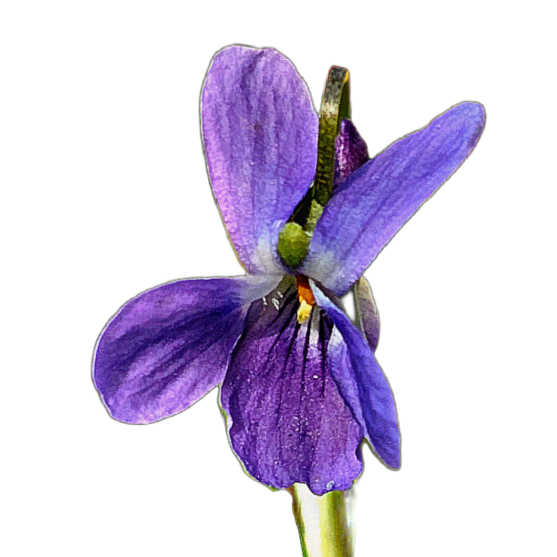 Illatos ibolya - Viola odorata - őshonos magyar vadvirág mag