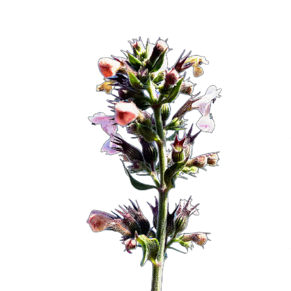 Illatos macskamenta - Nepeta cataria - őshonos magyar vadvirág, gyógynövény