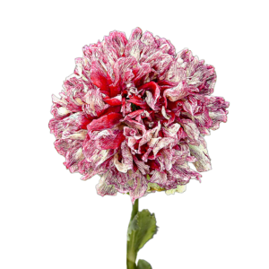 Kerti mák (Papaver somniferum „Flemish Antique Peony”) 0,5g, ~1500 mag