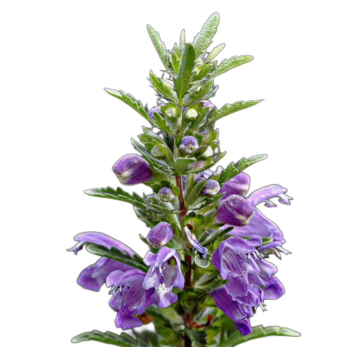 Moldvai sárkányfű - Dracocephalum moldavica - beporzóvonzó vadvirág gyógynövény