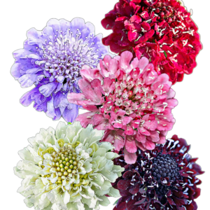 Ördögszem (Scabiosa atropurpurea „Mix”) 1g, ~220 mag