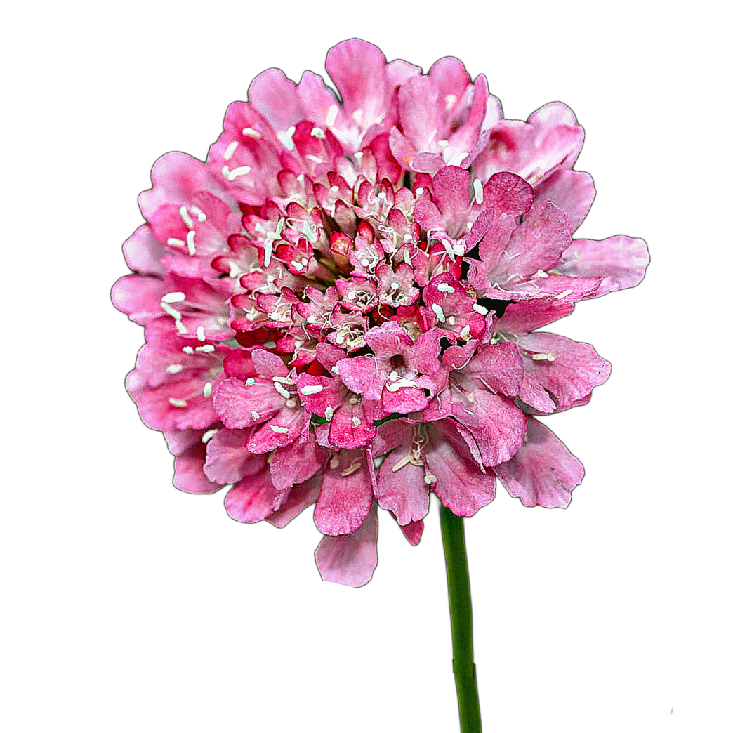 ördögszem - scabiosa atropurpurea "Salmon Queen" - őshonos európai virág lepkecsalogató