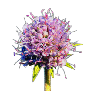 Réti ördögharaptafű (Succisa pratensis) 0,25g, ~200 mag