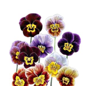 Szarvacskás árvácska (Viola cornuta „Bambini”) 0,25g, ~225 mag