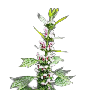 Szúrós gyöngyajak (Leonurus cardiaca) 1g, ~1000 mag