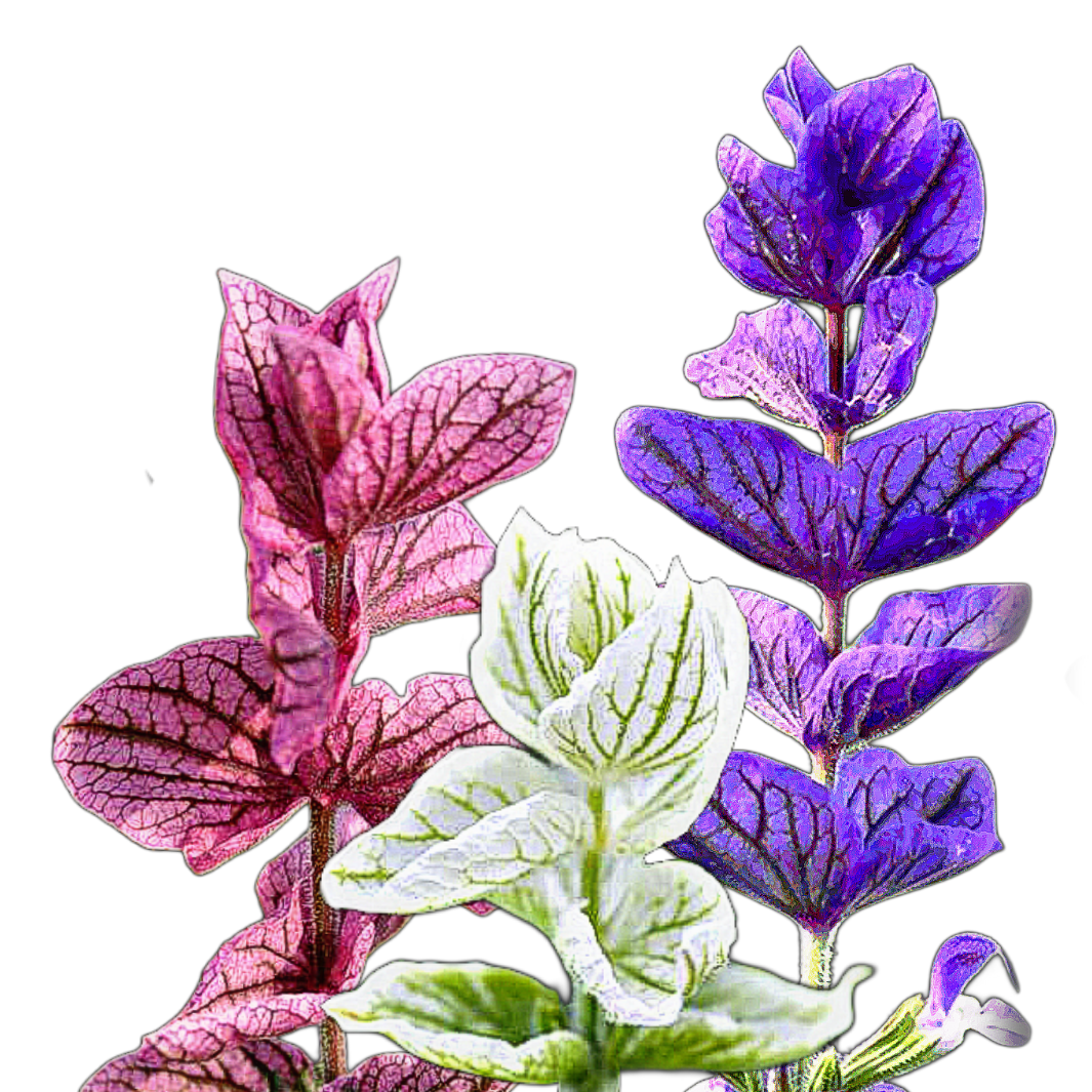 tarkalevelű zsálya - Salvia horminum Mix - őshonos európai virág