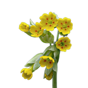 Tavaszi kankalin (Primula veris) 0,1g, ~100 mag
