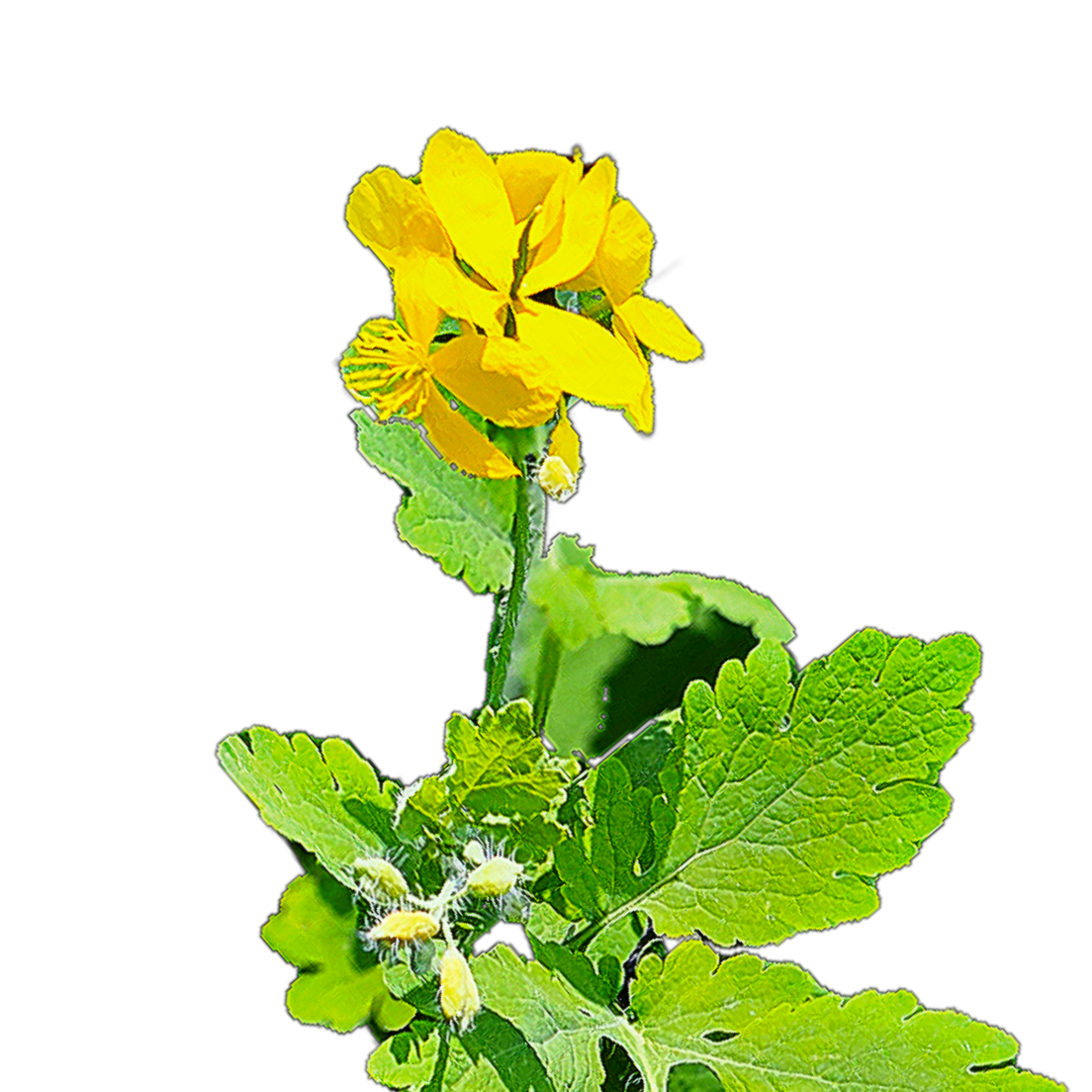 Vérehulló fecskefű - Chelidonium majus - őshonos magyar vadvirág