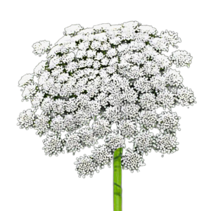 Ammi (Ammi majus) 2 gramm, ~2600 mag