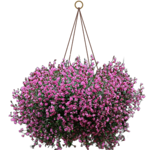 Bókoló habszegfű (Silene pendula) 2g, ~2200 mag