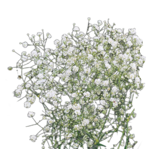 Buglyos fátyolvirág (Gypsophila paniculata) 1g, ~1200 mag