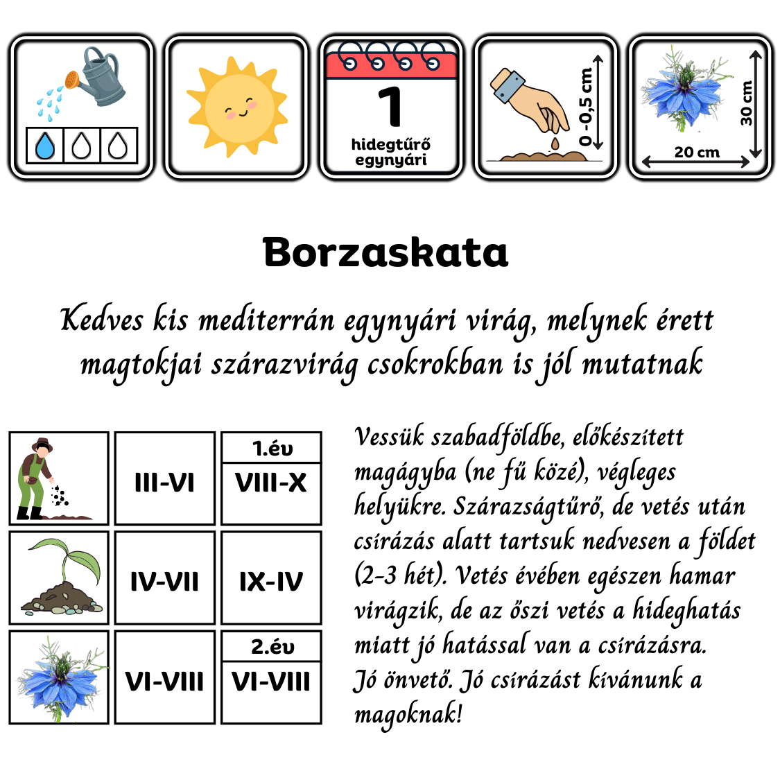 Nigella damascena Miss Jekyll - borzaskata - európai vadvirág nemesített változata