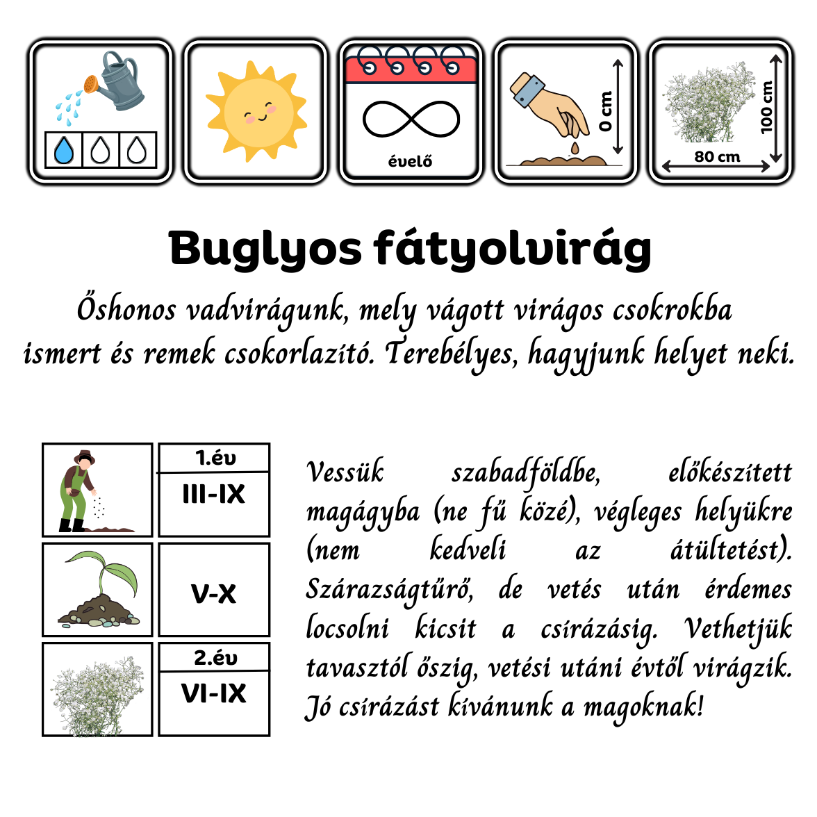 Buglyos fátyolvirág (Gypsophila paniculata) - őshonos magyar vadvirág - vágott virág mag