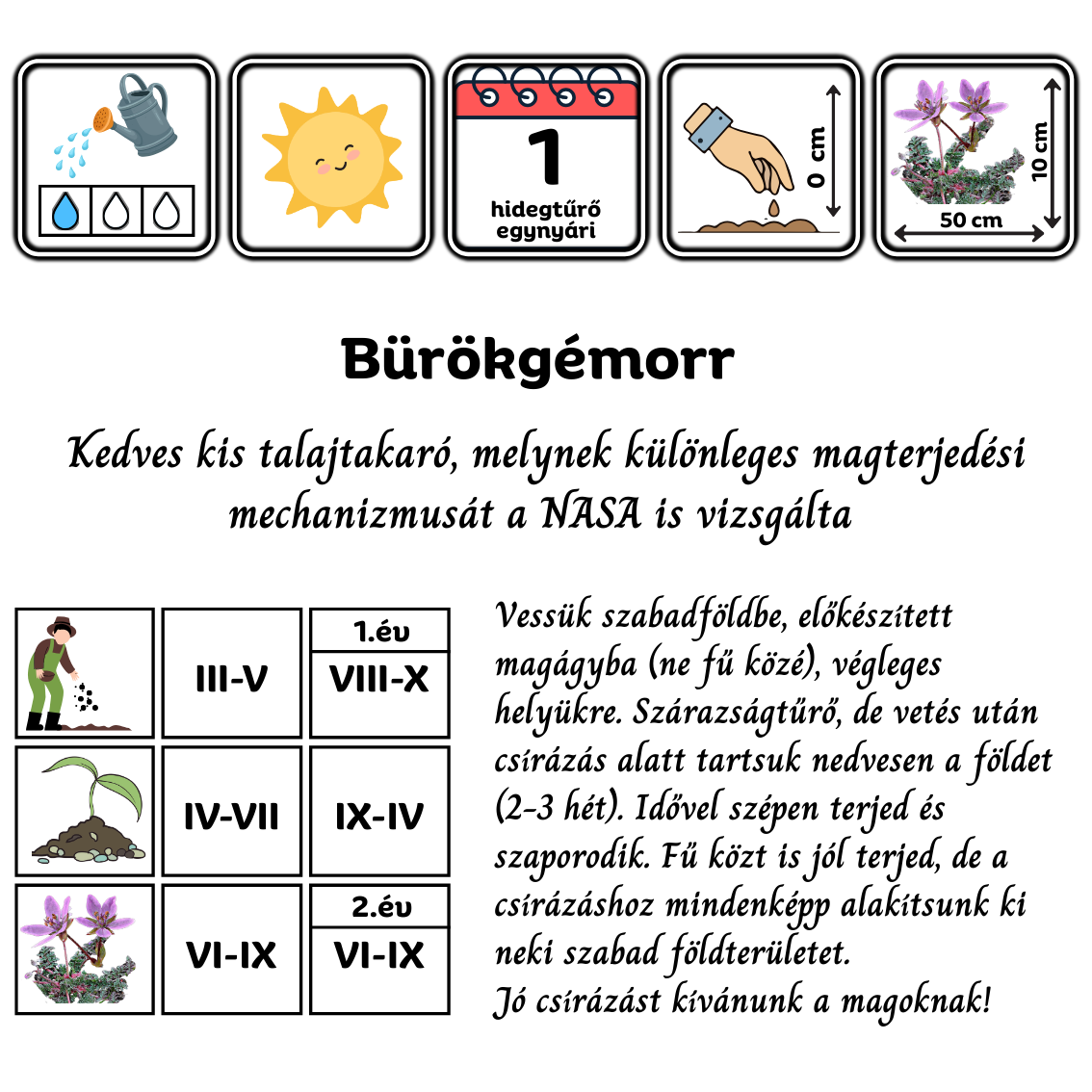 Bürökgémorr - Erodium cicutarium - virágmag