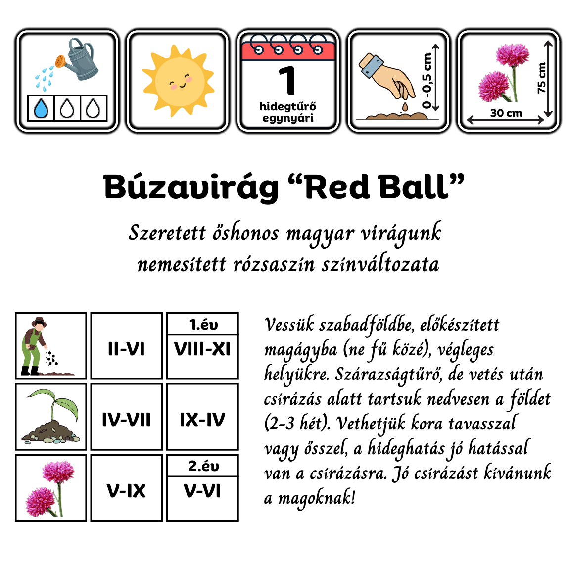 rózsaszín búzavirág - centaurea cyanus Red Ball - őshonos magyar vadvirág nemesített változata
