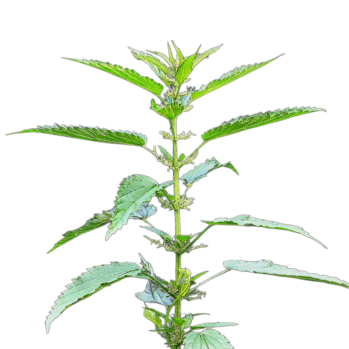 Urtica dioica-virágmag