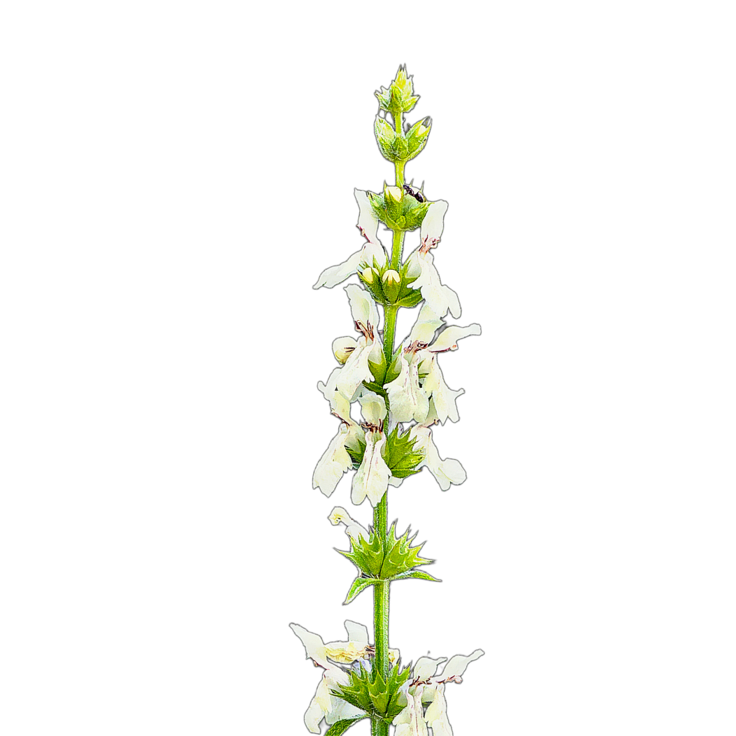 Egynyári tisztesfű - tarlóvirág - Stachys annua - őshonos magyar vadvirág mag méhlegelő